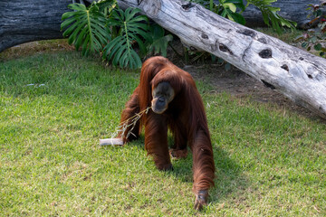 Sumatran Orangutan (Pongo abelii) © Tara