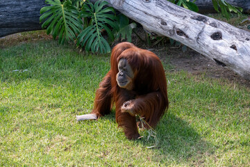 Sumatran Orangutan (Pongo abelii) © Tara