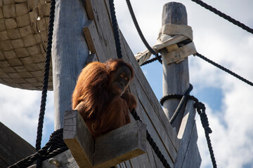Sumatran Orangutan (Pongo abelii) © Tara
