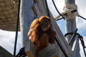 Sumatran Orangutan (Pongo abelii) © Tara
