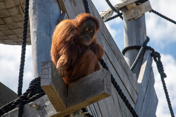 Sumatran Orangutan (Pongo abelii) © Tara