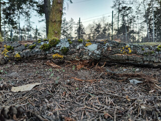 Obraz premium A fallen pine log covered in vibrant moss and lichen lies on a forest floor scattered with pine needles and dry leaves. Distant trees and soft light create a serene woodland atmosphere.
