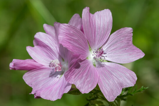 Close up of a musk mallow (malva moschata) flower in bloom