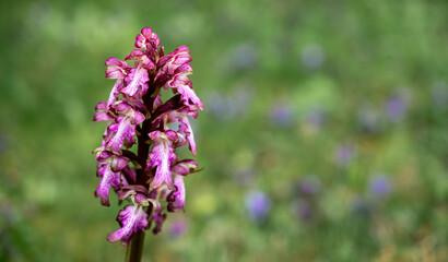 Obraz premium Wild purple orchid flower in natural meadow with soft background