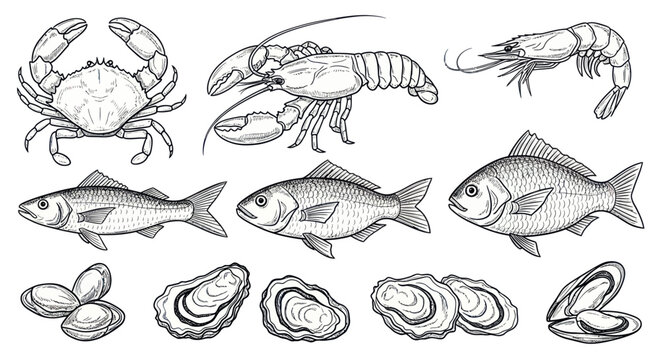 Hand-drawn sketch illustration of various fresh seafood items.