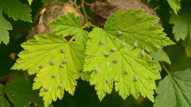 Green currant leaf affected by insect galls in a garden. Small parasitic growths on a foliage plant. Botanical pathology for agricultural and biology study.