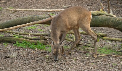 European roe deer grazing on the ground in a forest setting with fallen branches and green sprouts. High-quality wildlife photography of a doe in its natural habitat © John_Doo78