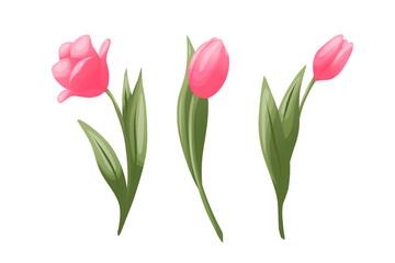 Obraz premium A set of three pink tulips with green leaves. Vector illustration. Spring flowers for greeting cards, invitations, packaging design, seasonal branding, and printed materials.