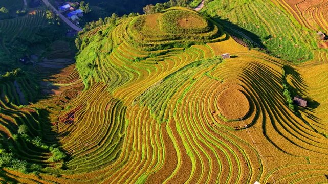 Golden rice terraces during the harvest season in Vietnam