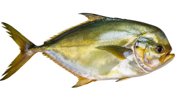 Whole golden pompano fish with iridescent scales, isolated on transparent background, a premium seafood for culinary use PNG