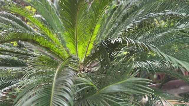 Bright green fronds of a lush sago palm tree gently swaying in the soft breeze, creating a tranquil and relaxing natural background with detailed foliage texture and vibrant sunlight