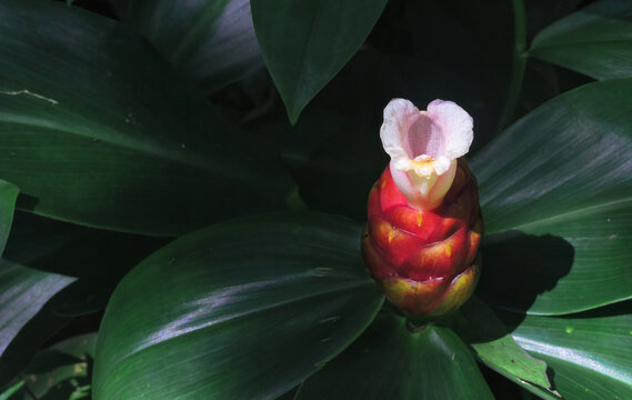 Tropical Costus spicatus flower surrounded by green leaves