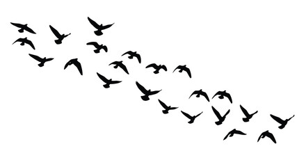 Obraz premium A flock of birds is depicted in flight forming a v shaped pattern against a plain white background high quality