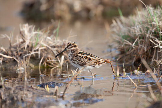 Migratory jack snipe (Lymnocryptes minimus) walking among tussocks in an artesian spring, Betpak Dala desert, Southern Kazakhstan