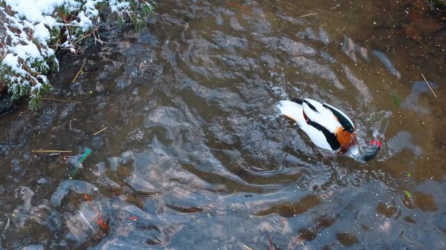 Common shelduck diving in water stream during winter. Single shelduck with head underwater foraging in a clear stream with ripples and snowy background.