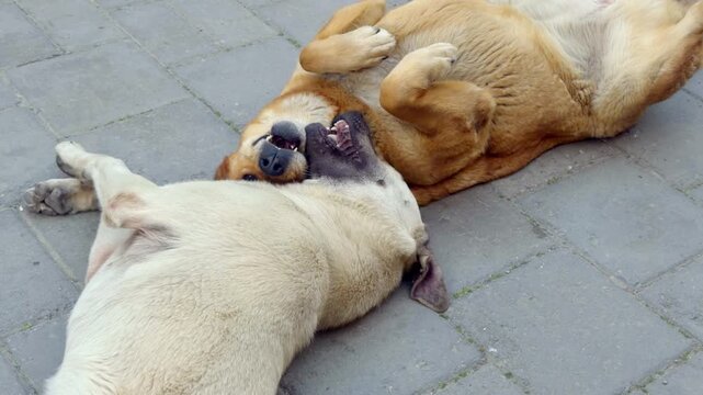 Two stray street dogs lying on pavement and interacting playfully. Natural social canine behavior in an urban street environment.