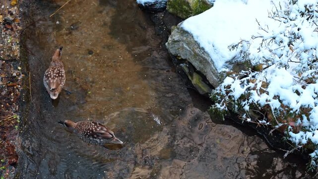 Two marbled ducks swimming in shallow stream with snow. High angle view of two marbled ducks foraging in a narrow creek between snow covered banks.