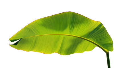 Vibrant green banana leaf with prominent veins, naturally isolated on transparent background, tropical plant element PNG for design projects © PAPADOMUS