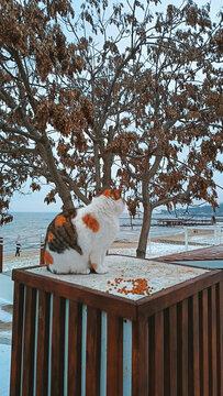 Fluffy calico cat sitting on a wooden surface by the winter seaside. Cozy coastal scene with a stray cat, bare trees, and cold sea waves in the background. Atmospheric winter animal photography.