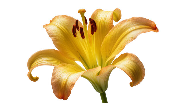 Yellow lily flower with orange-tipped petals and dark red stamens, isolated on a transparent background, botanical element PNG