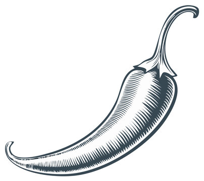 Engraved illustration of a single hot chili pepper with smooth skin and sharp tail, isolated on white, organic food concept for menu, and culinary arts