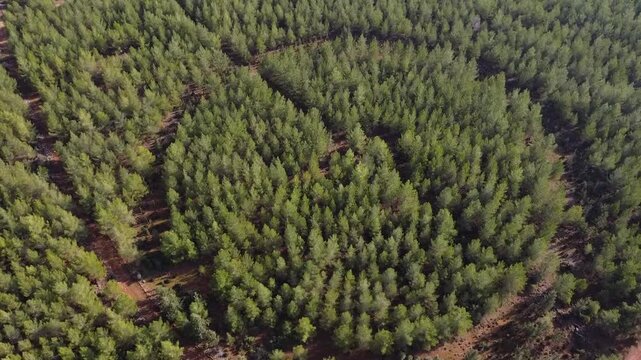 Aerial view of a circular Nelder experimental plantation pattern in a pine forest, used in forestry research to test tree spacing and growth performance under different planting densities.