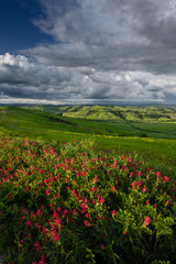 Obraz premium Scenic view of tuscan countryside in Italy during springtime. Beautiful nature background for travel, agriculture, and tourism concepts. High-quality landscape photography.