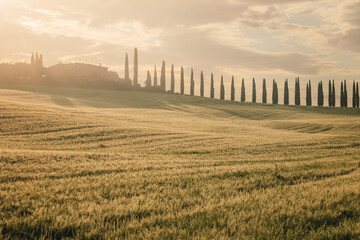 Obraz premium Scenic view of tuscan countryside in Italy during springtime. Beautiful nature background for travel, agriculture, and tourism concepts. High-quality landscape photography.
