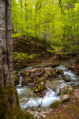 Obraz premium Fresh green forest with a mountain stream flowing over mossy rocks in spring
