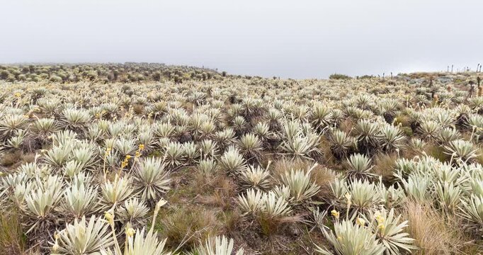Beautiful panoramic of a colombian paramo landscape ecosystem with speletia plants knowed as frailejon