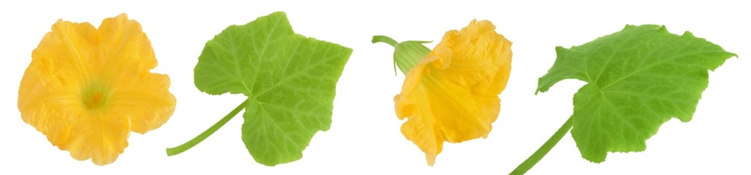 Yellow pumpkin or zucchini flower and leaf isolated on a white background. Top view. Flat lay