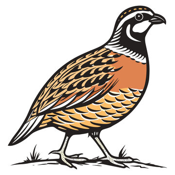 Northern bobwhite quail illustration