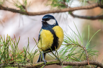 Fototapeta premium Cute bird Great tit, songbird sitting on the branch with blurred background