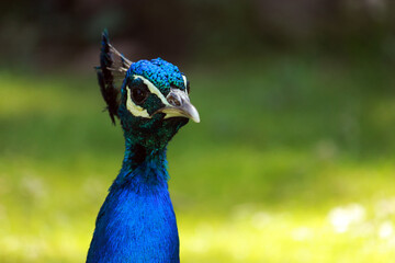 Obraz premium Der Blaue Pfau (Pavo cristatus)