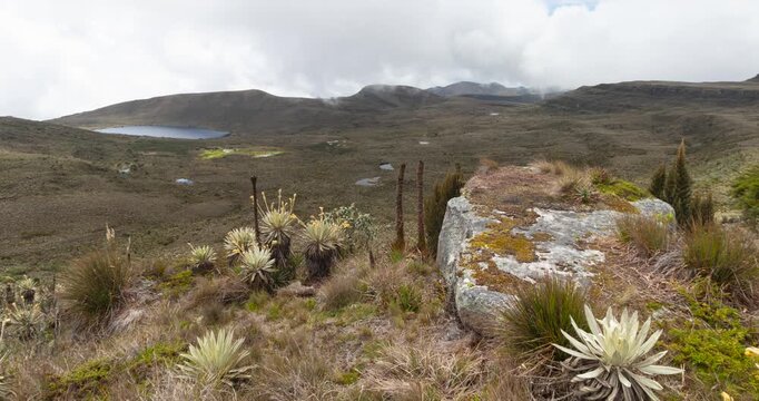 Beautiful paronamic of sumapaz colombian paramo park with cloudy sky and frailejones plants into andean mountains