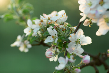 apple tree flowers