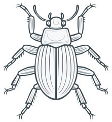 Stylized Beetle Insect Illustration Vector Graphic