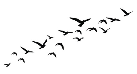 Fototapeta premium A flock of birds is silhouetted against a stark white background appearing to fly in formation high quality professional