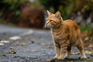 Fototapeta premium Red cat looking away while standing on an asphalt road in autumn
