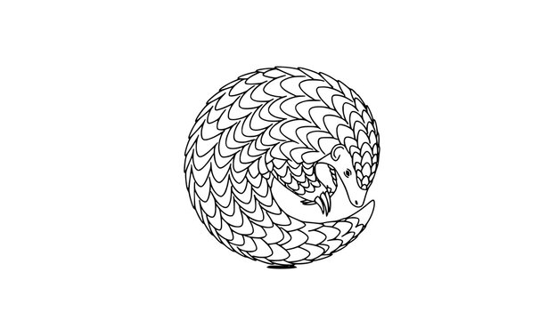 Pangolin outline vector illustration