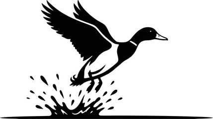 Obraz premium Black silhouette of a flying wild duck taking off with wings spread wide