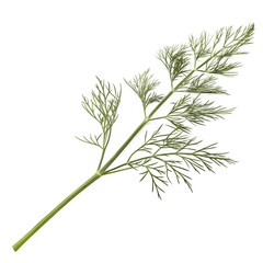 Obraz premium Fresh Dill Leaves Herb Isolated on White Background