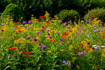 Colorful wildflowers © Les Palenik