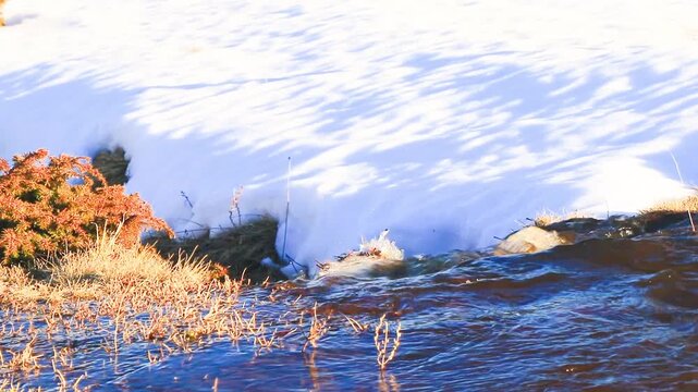 Stream in Font Romeu at the end of winter, flowing through the fields.
20-second fixed-shot video. Water running through the Pyrenees in winter.