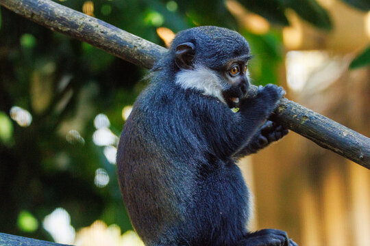 Cercopith&egrave;que de l'Hoest