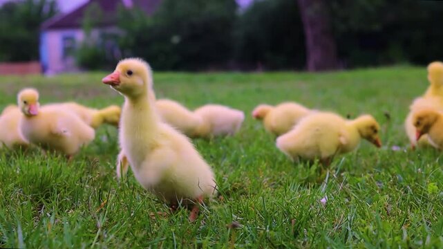 Funny small bright  yellow goslings on the green grass