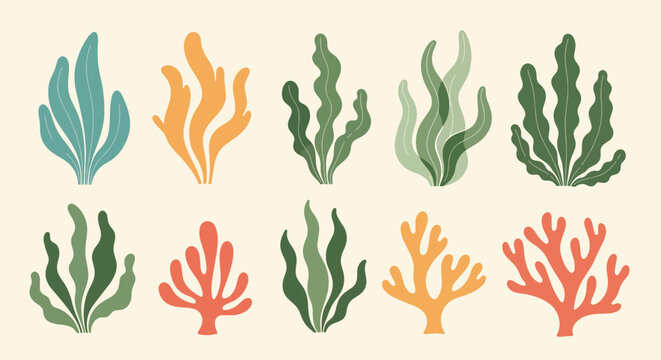 Different arrangements of marine flora create an interesting artistic botanical composition, featuring seaweeds and aquatic plants in a variety of colors, all arranged artfully on a smooth