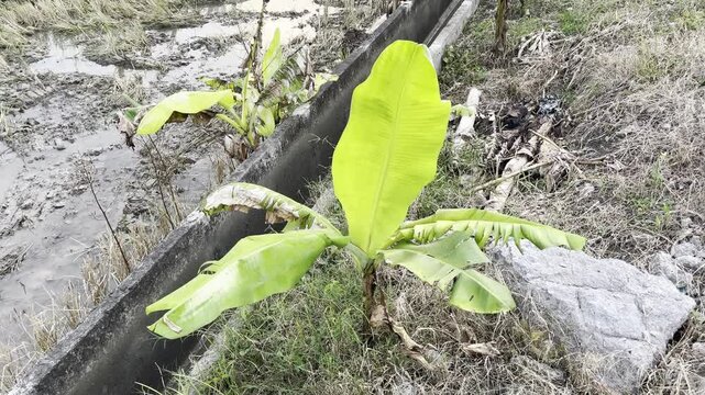 Young banana tree sapling growing next to a concrete irrigation canal