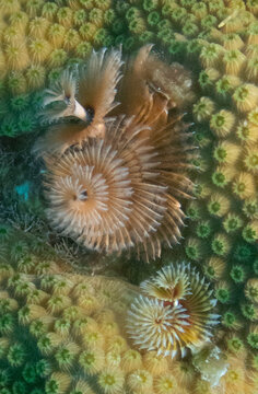 Christmas Tree Worm