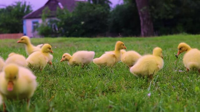 Funny small bright  yellow goslings on the green grass
